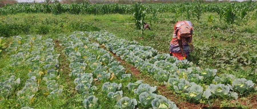 रायपुर : बस्तर में तकनीक और हौसले से महकी तुलसा बघेल की बाड़ी