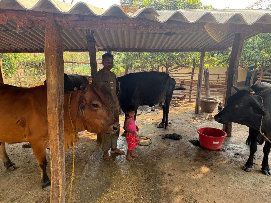 रायपुर : पशुपालन से बदली प्यारेलाल यादव की जिंदगी