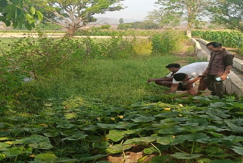 रायपुर : मनरेगा से बदली खेती की तस्वीर : खैराडीह में पक्की सिंचाई नाली बनी किसानों की जीवनरेखा