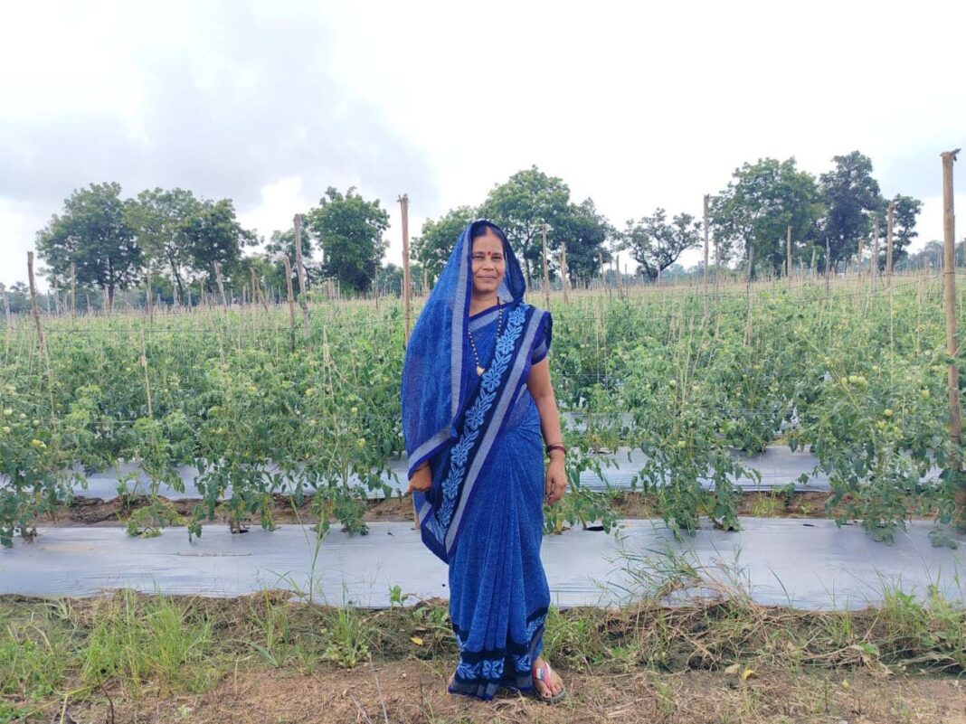 रायपुर : धान से टमाटर तक की नई खेती ने बदली किस्मत