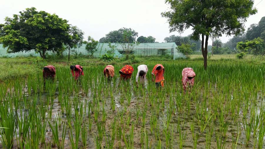 रायपुर : धान के खेतों में अब उपज रही औषधीय समृद्धि