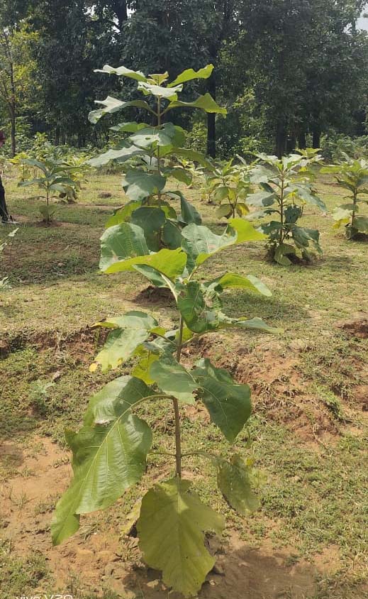 रायपुर : बिलासपुर में वन विकास निगम की हरित क्रांति