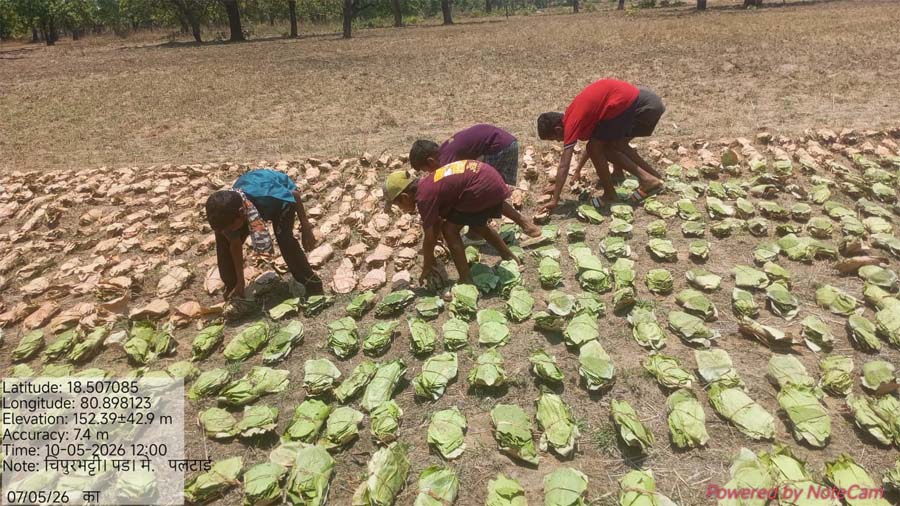 रायपुर : बीजापुर में तेंदूपत्ता संग्रहण का आगाज