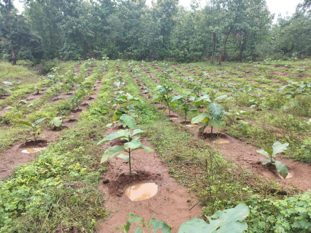 रायपुर : हरियाली की ओर बढ़ते कदम