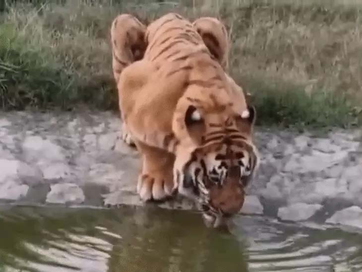 उत्तराखंड: नैनीताल में सबसे उम्रदराज बाघ ‘विक्रम’ की मौत, 21 साल जीवित रहकर बनाया रिकॉर्ड, खूंखार शिकारी के तौर पर थी पहचान, 2019 में तीन वनकर्मियों को मार डाला था