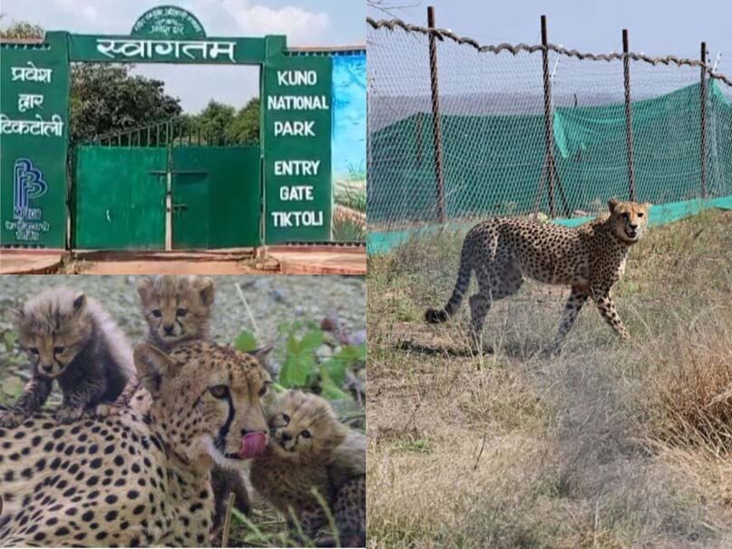 मध्य प्रदेश: कूनो नेशनल पार्क में मादा चीता के चार शावकों की मौत, जंगली जानवर के शिकार की आशंका, एक महीने पहले हुआ था जन्म; मांद के पास पड़े मिले शव