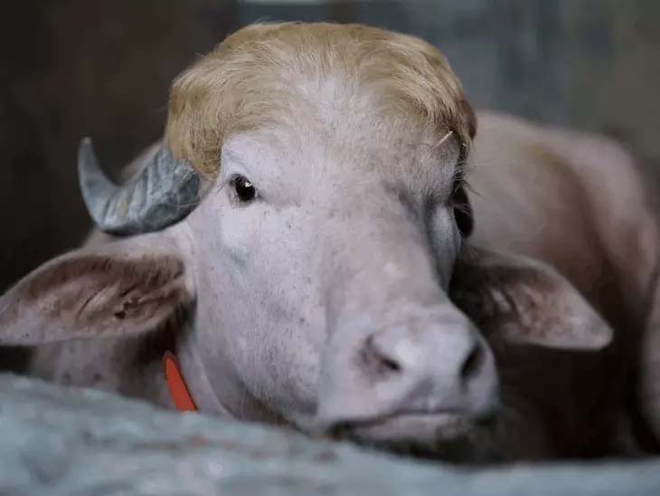 बांग्लादेश: ट्रम्प नाम से मशहूर 700 किलो वजनी सफेद भैंसे की कुर्बानी पर रोक, 3 लाख रुपए में ईद के लिए नीलाम हुआ था, अब नेशनल जू भेजा गया