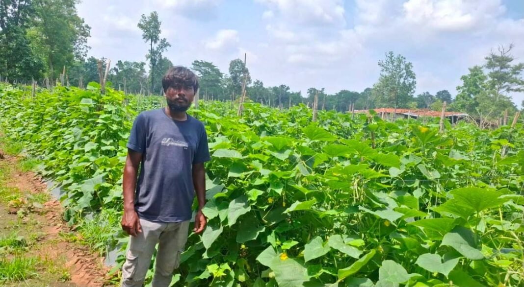 रायपुर : उद्यानिकी विभाग की योजना से बदली कमार कृषक की तकदीर