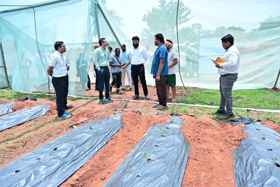 रायपुर : संरक्षित खेती से आर्थिक रूप से सशक्त बने जशपुर के किसान अनारथ साय
