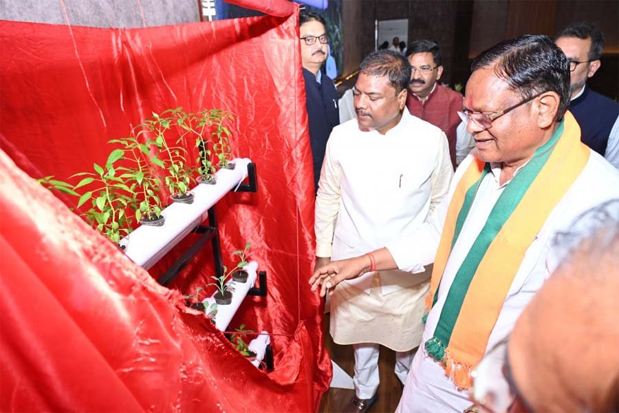 रायपुर : विशेष लेख : हाइड्रोपोनिक्स तकनीक : खेती का नया और स्मार्ट विकल्प