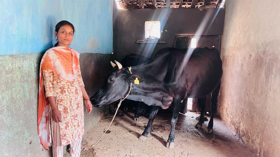 रायपुर : उन्नत नस्ल की गायों ने बदली सरस्वती पैंकरा की जिंदगी, बनीं आत्मनिर्भरता की मिसाल