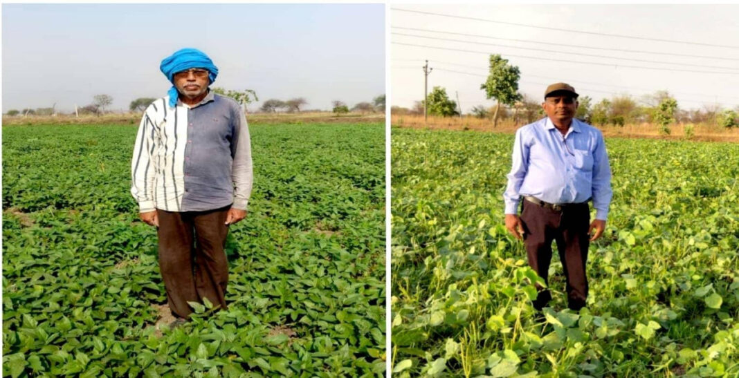रायपुर : बेमेतरा जिले में दलहन के रकबे में चार गुना की वृद्धि