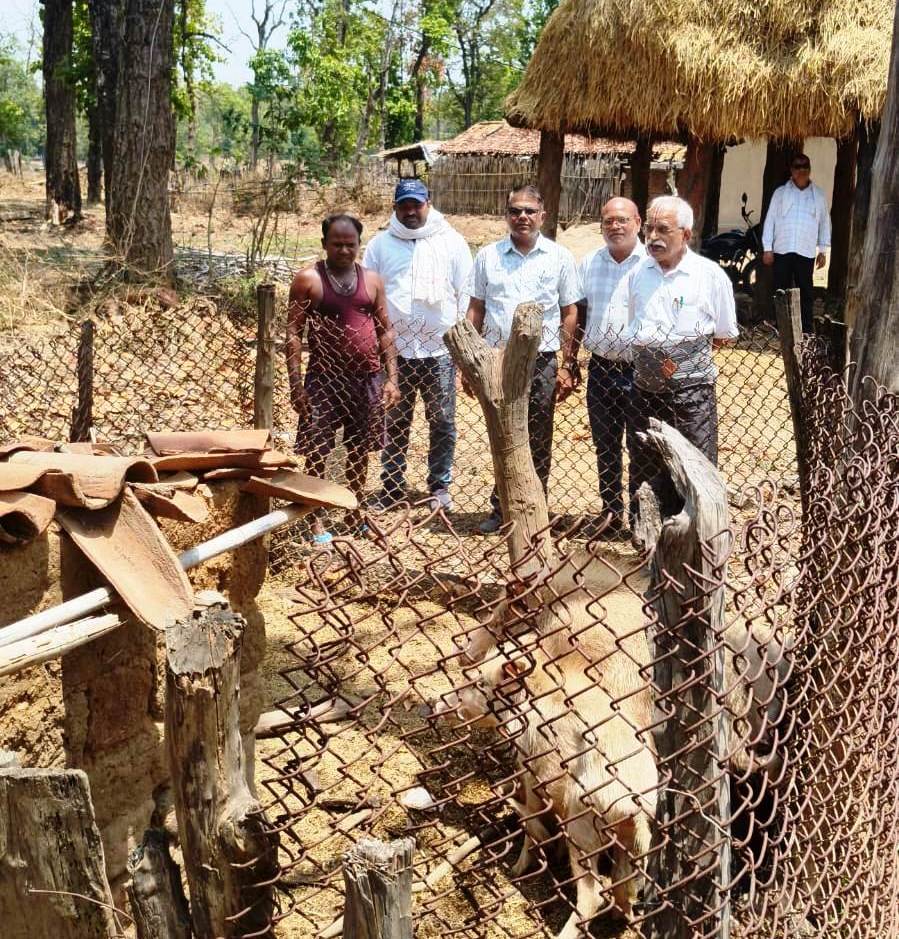 रायपुर : एटीआर के ग्राम डंगनिया निवासी आनंद एक्का ने सूकर पालन को बनाया आय का जरिया