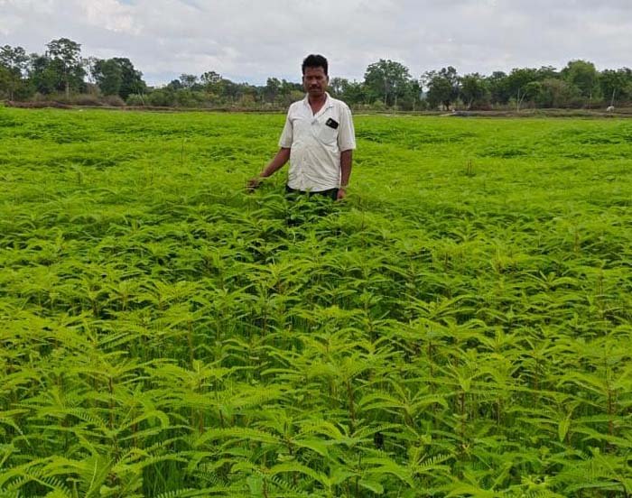 रायपुर : हरी खाद से संवर रही खेतों की सेहत, प्राकृतिक खेती की मिसाल बने किसान नरेंद्र सिंह