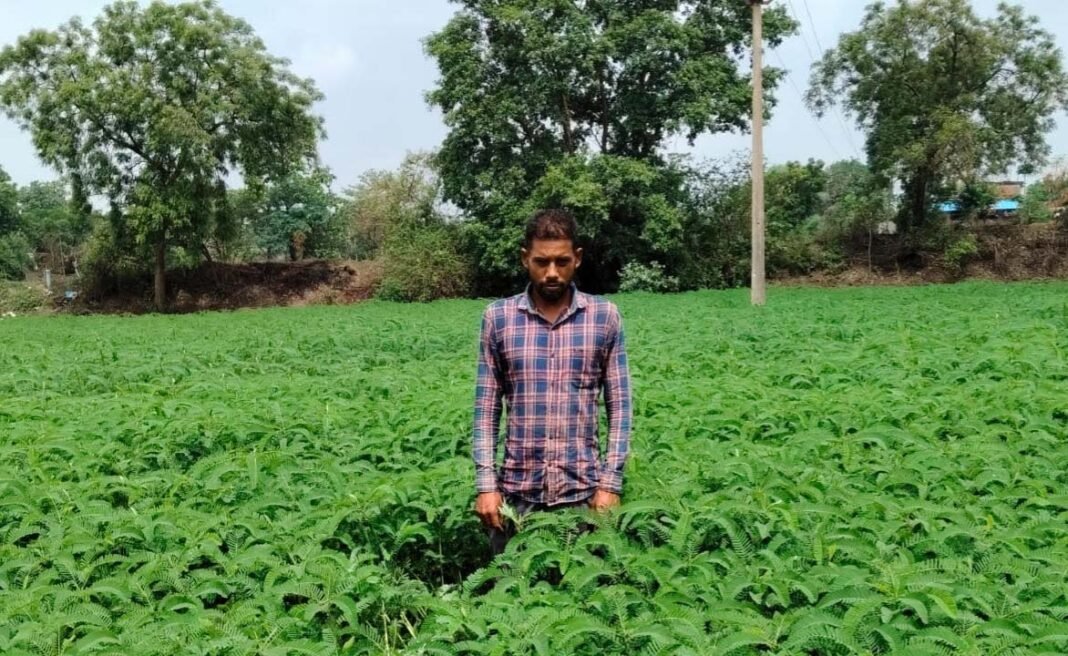 रायपुर : प्राकृतिक खेती को बढ़ावा देने की पहल ला रही बदलाव, हरी खाद अपनाकर आत्मनिर्भर खेती की राह पर बढ़ रहे किसान