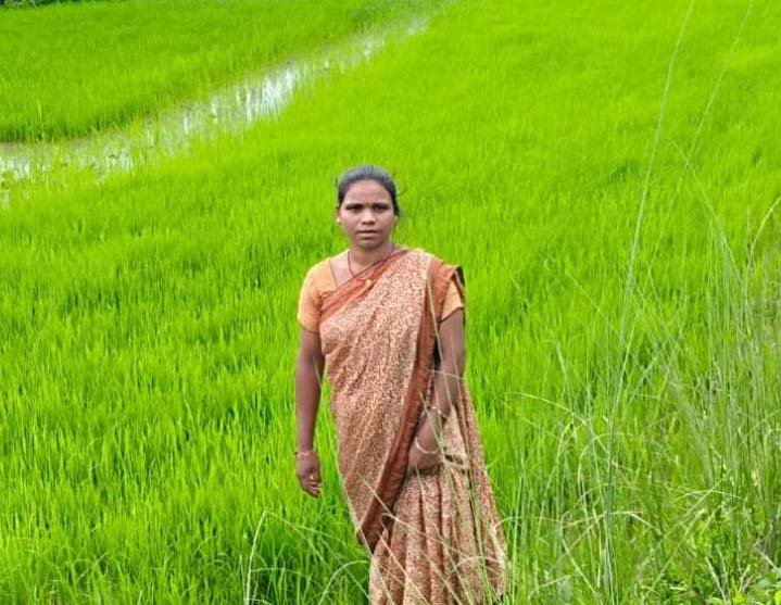 रायपुर : महिलाओं की सामूहिक ताकत से महका एमसीबी का जीराफूल धान