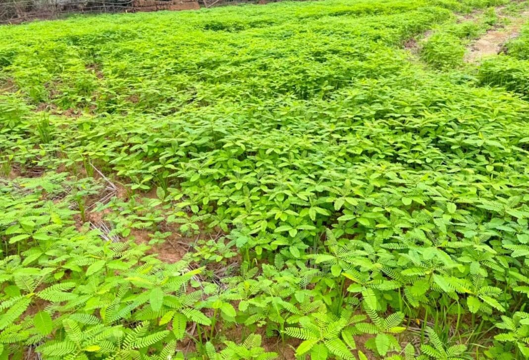 रायपुर : ढैंचा से बदली खेती की तस्वीर