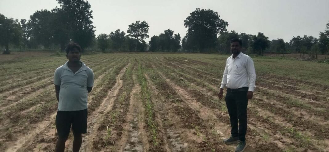रायपुर : धान से दलहन-तिलहन की ओर बढ़ रहा महासमुंद, 6 हजार हेक्टेयर में बदली खेती की तस्वीर