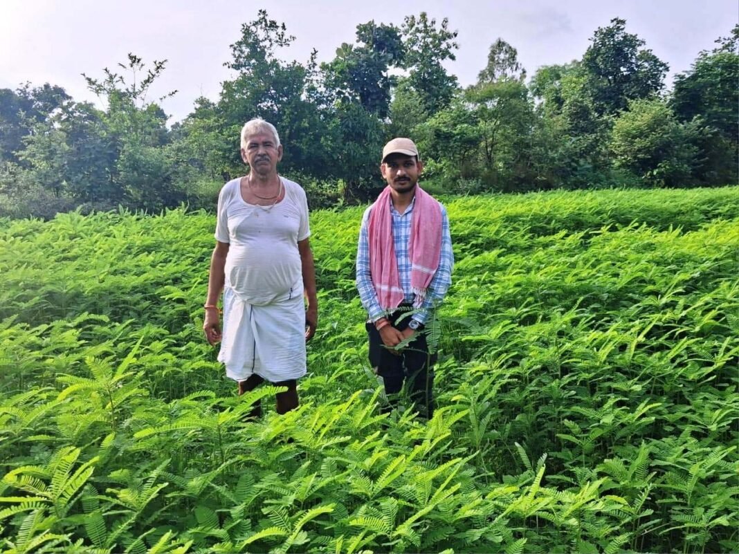 रायपुर : हरी खाद (ढैंचा) से होगी धान की बेहतर खेती