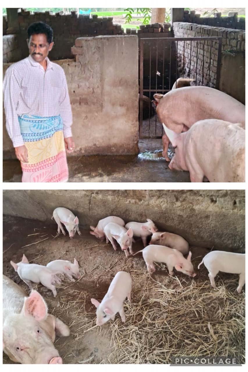 रायपुर : मेहनत और सरकारी सहयोग का परिणाम, सूकर पालन से आर्थिक सशक्तिकरण की मिसाल