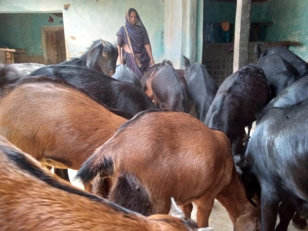 रायपुर : बिहान ने बदली मीरा सिंह की तकदीर, बकरी पालन से बनीं आत्मनिर्भरता