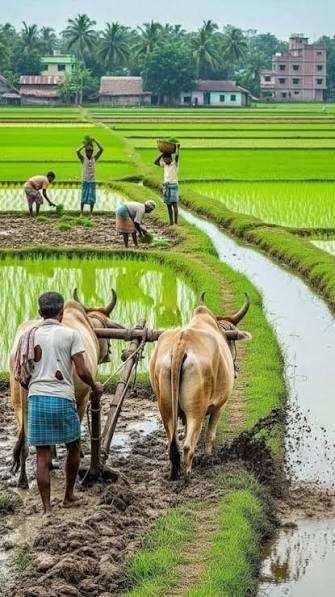 रायपुर : प्रदेश में मानसून के दस्तक के साथ ही खेती-किसानी में तेजी