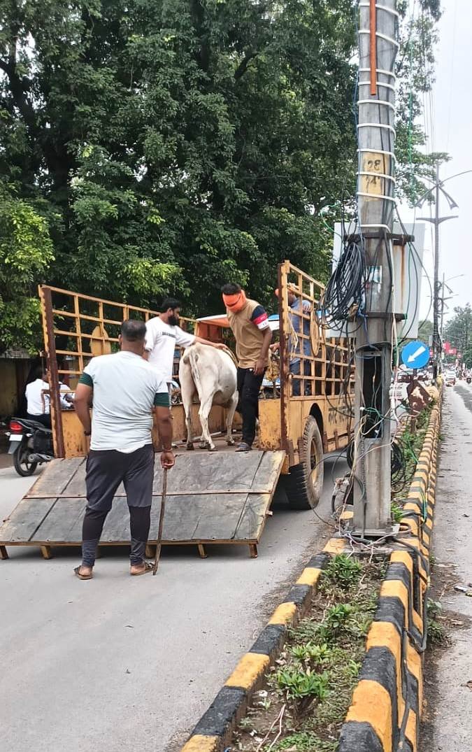KORBA : मवेशियों को सड़कों से हटाने का निगम का अभियान लगातार जारी