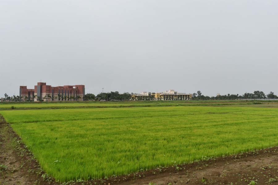 रायपुर : विलंबित मानसून के बीच धान किसानों के लिए आईसीएआर-एनआईबीएसएम की विशेष सलाह