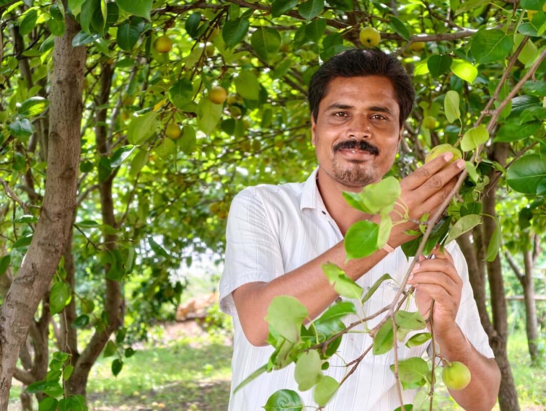 रायपुर : मैनपाट में ‘नाशपाती’ की मिठास : एग्री-टूरिज्म का नया गढ़ बना छत्तीसगढ़ का शिमला मैनपाट