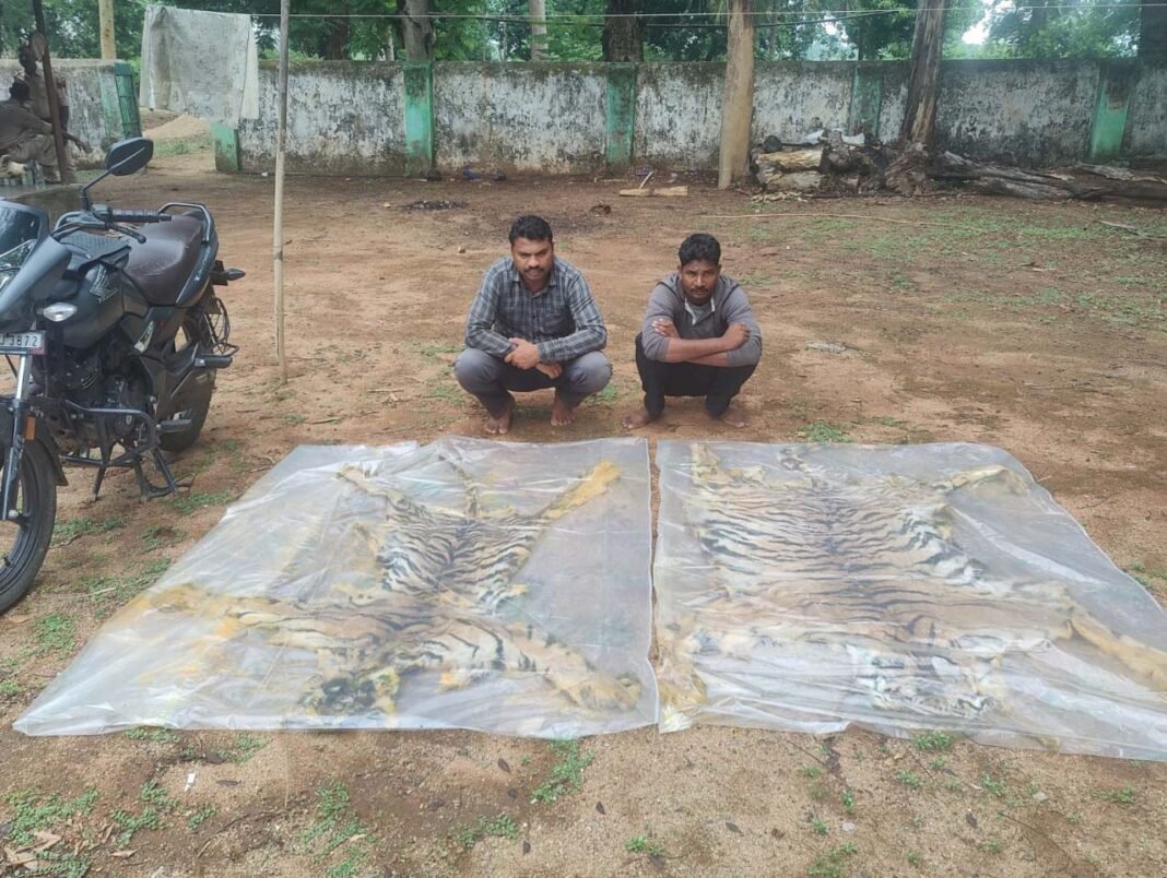 रायपुर : वन विभाग की बड़ी कार्रवाई : दो बाघ की खाल के साथ दो तस्कर गिरफ्तार