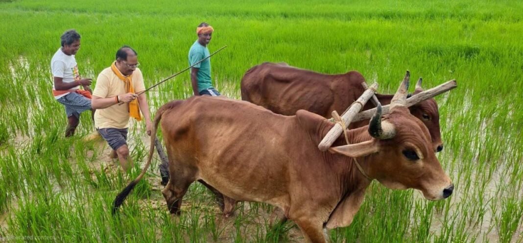 रायपुर : अपनी माटी और खेती-किसानी से मुख्यमंत्री विष्णु देव साय का आत्मीय जुड़ाव