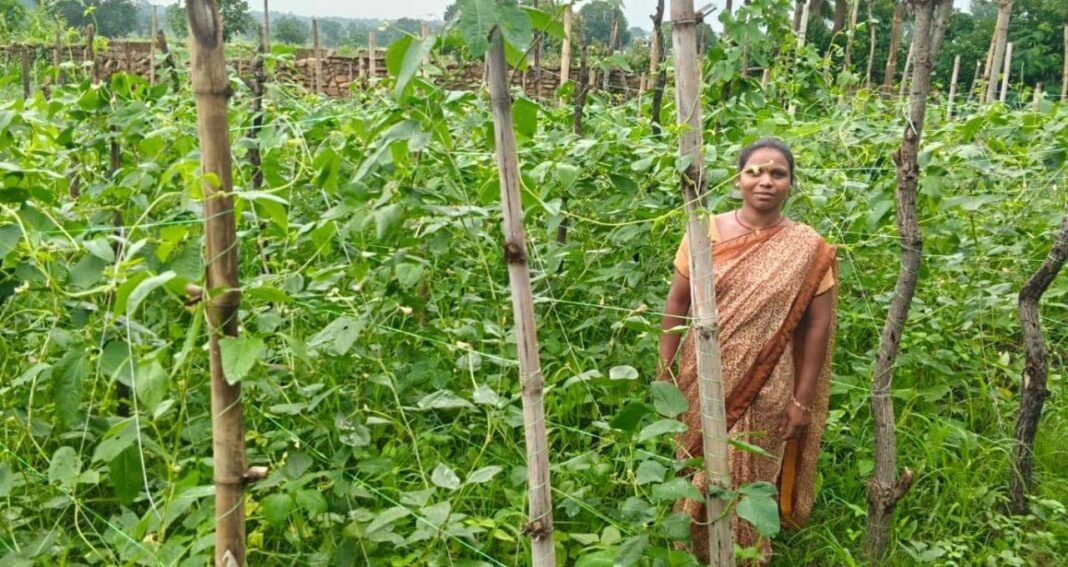 रायपुर : वैज्ञानिक खेती से बदली तस्वीर : मचान विधि अपनाकर विमला दीदी बनीं किसानों के लिए प्रेरणा