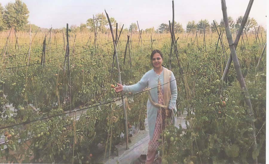 रायपुर : टमाटर की खेती से भारती की बढ़ी आमदनी