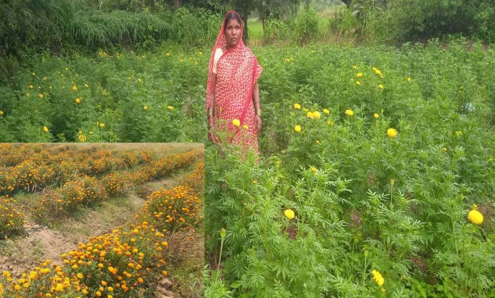 रायपुर : गेंदे की खेती से कुमारी चंद्राकर को अतिरिक्त आमदनी