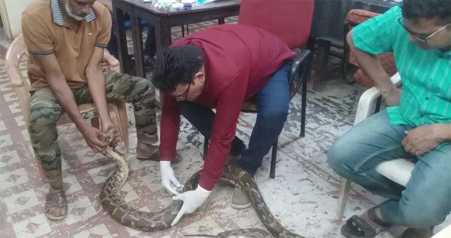 रायपुर : गंगरेल के जंगलों से गहरे जख्मों के साथ रेस्क्यू हुआ अजगर