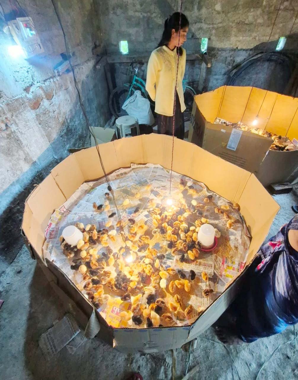 रायपुर : बड़ांजी में देसी मुर्गीपालन से महिलाओं के लिए खुली स्वरोजगार की नई राह