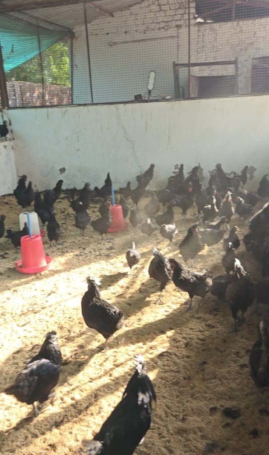 रायपुर : ‘हर किसान के घर कड़कनाथ’ से बीजापुर में बढ़ रही किसानों की आय