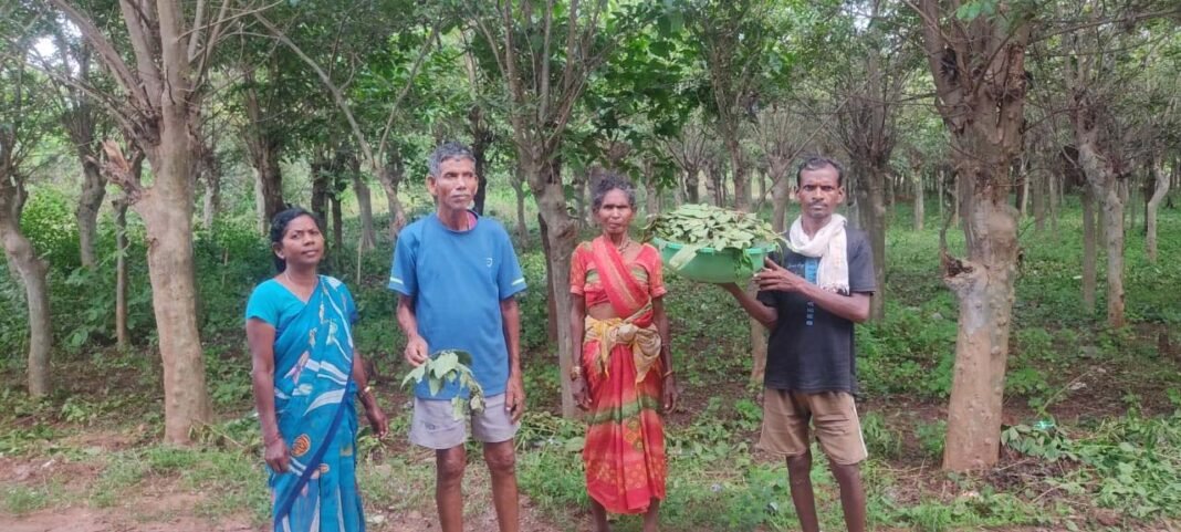 रायपुर : तसर पालन से बीजापुर के ग्रामीणों की बढ़ेगी आय