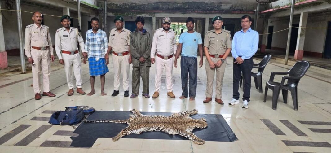 रायपुर : धौड़ाई में वन विभाग की बड़ी कार्रवाई : 3 आरोपियों के कब्जे से तेंदुए की खाल जब्त