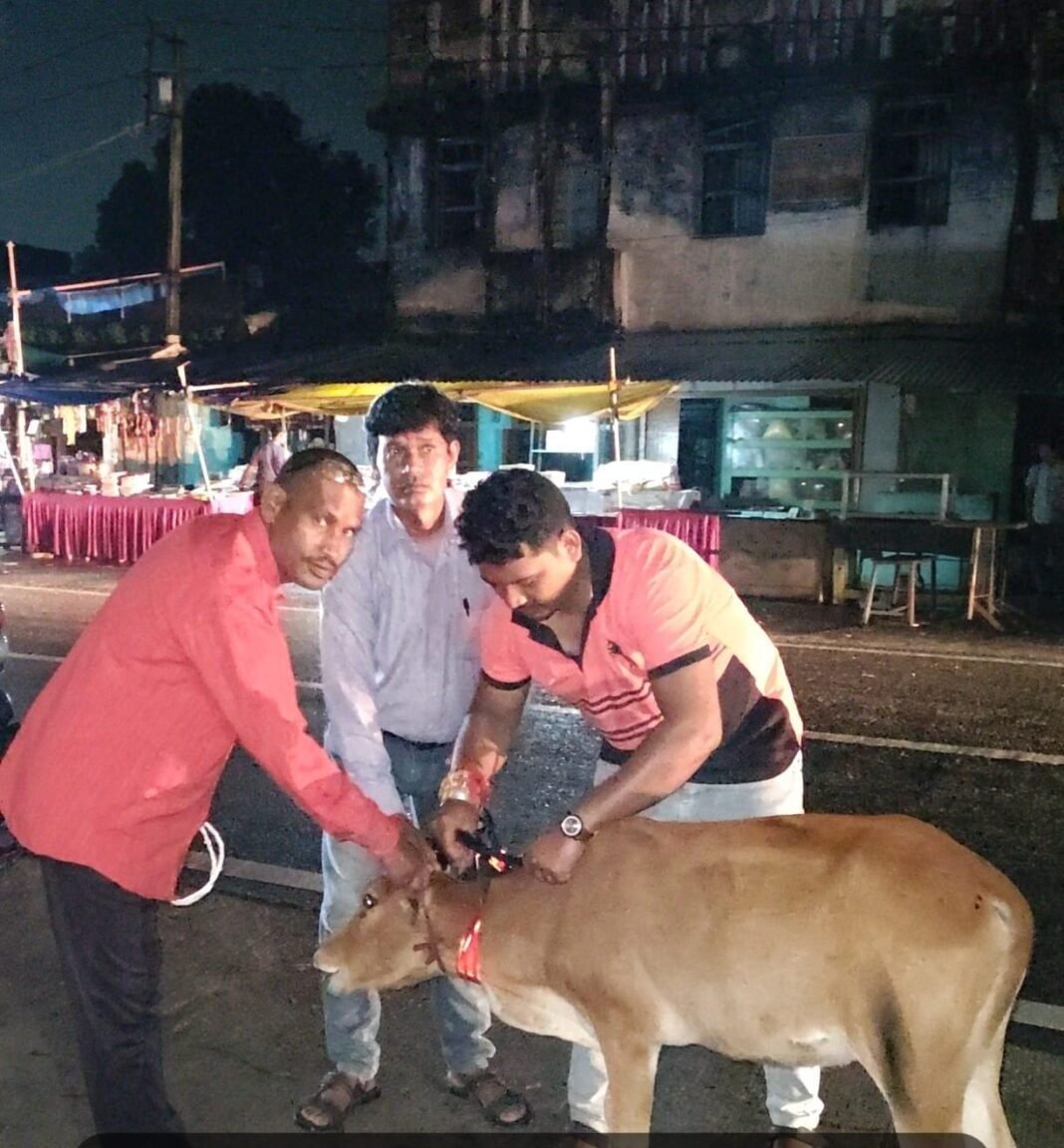 KORBA : पशुधन विकास विभाग द्वारा 52 पशुओं को लगाए गए रेडियम बेल्ट