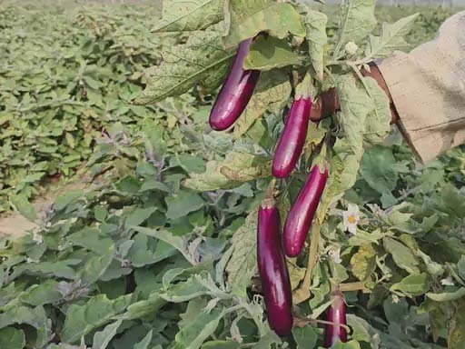 रायपुर : बंजर जमीन पर लहलहाई ग्राफ्टेड फसल