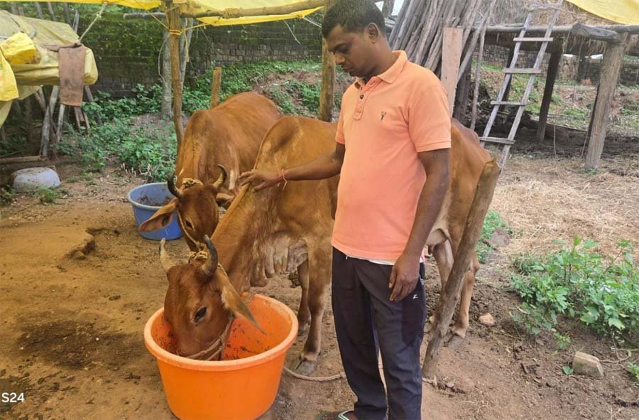 ​रायपुर : छत्तीसगढ़ का स्वावलंबन : नस्ल सुधार ने बदली किसान विनोद की किस्मत, घर की बछिया बनी आर्थिक समृद्धि का आधार