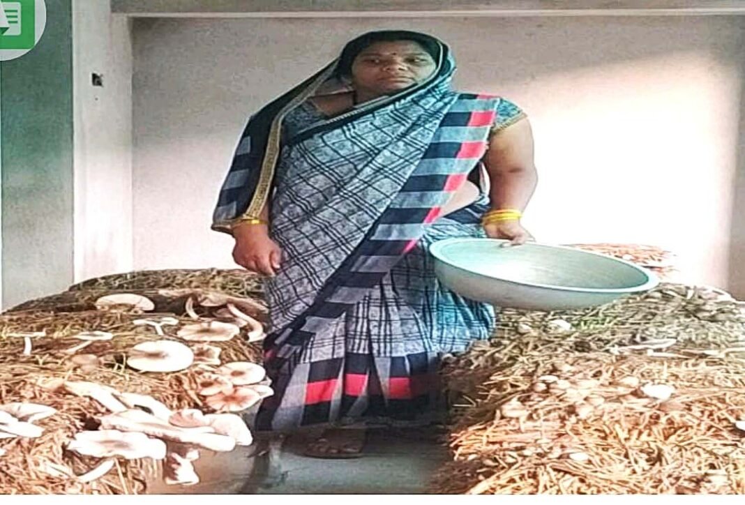 रायपुर : स्व-सहायता समूह से जुड़कर पलसाभाड़ी की 14 महिलाओं ने गढ़ी आजीविका की राह