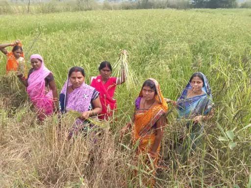 रायपुर : सेवा संकल्प अभियान : औषधीय खस की खेती से आत्मनिर्भरता की ओर बढ़ते कदम