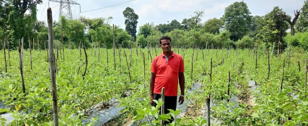 KORBA : सेवा की कहानी : आधुनिक उद्यानिकी से कन्हैया लाल पटेल की आय में हुआ उल्लेखनीय इजाफा
