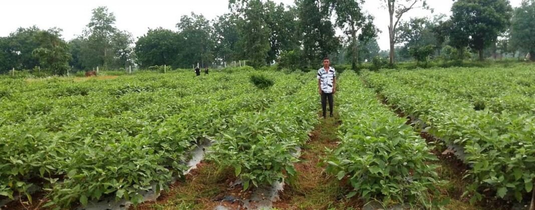 रायपुर : सेवा संकल्प अभियान : ग्राफ्टेड बैंगन की खेती से गुलझर के किसान गौरव की बढ़ी आमदनी