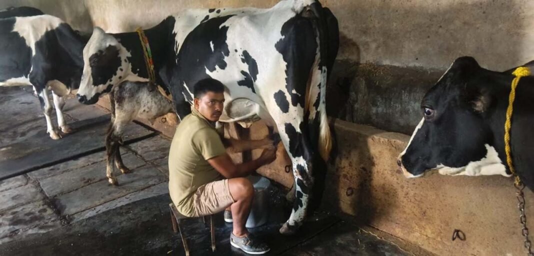 रायपुर : उन्नत नस्ल सुधार और आधुनिक पशुपालन से बदली परदेशी की किस्मत
