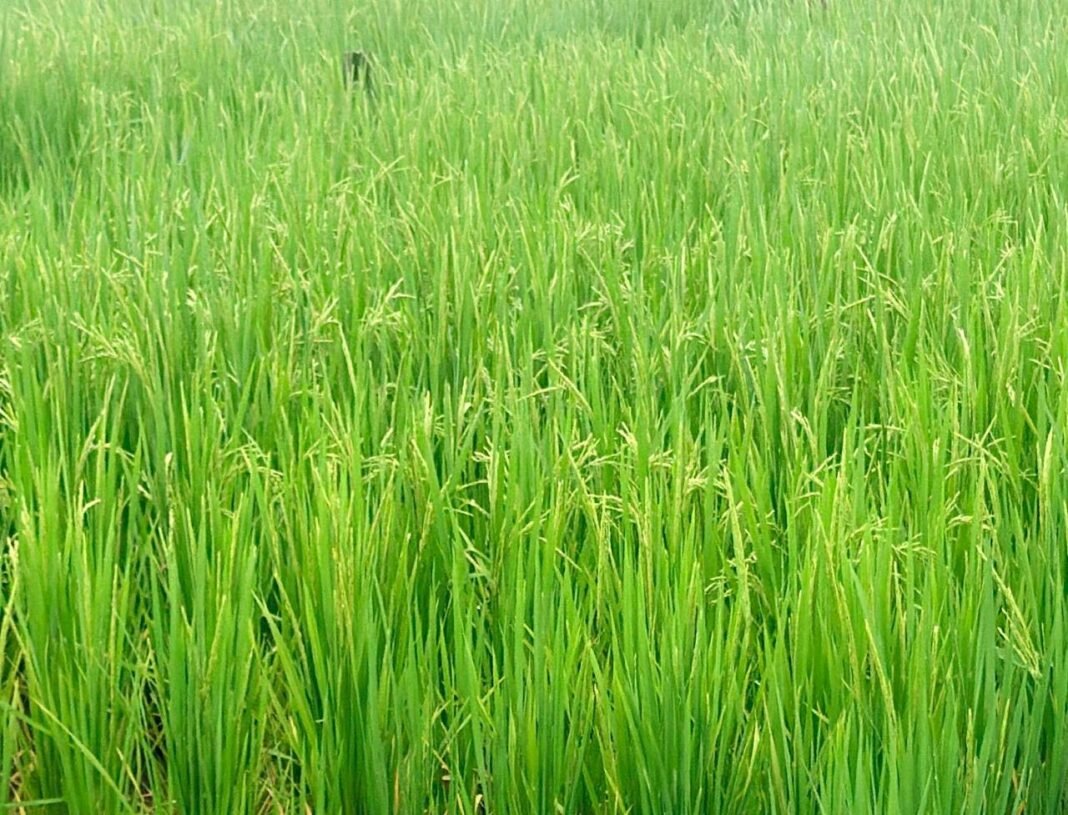 रायपुर : धान की फसल में बालियाँ निकलने की अवस्था, महत्वपूर्ण है उचित फसल प्रबंधन : एनआईबीएसएम
