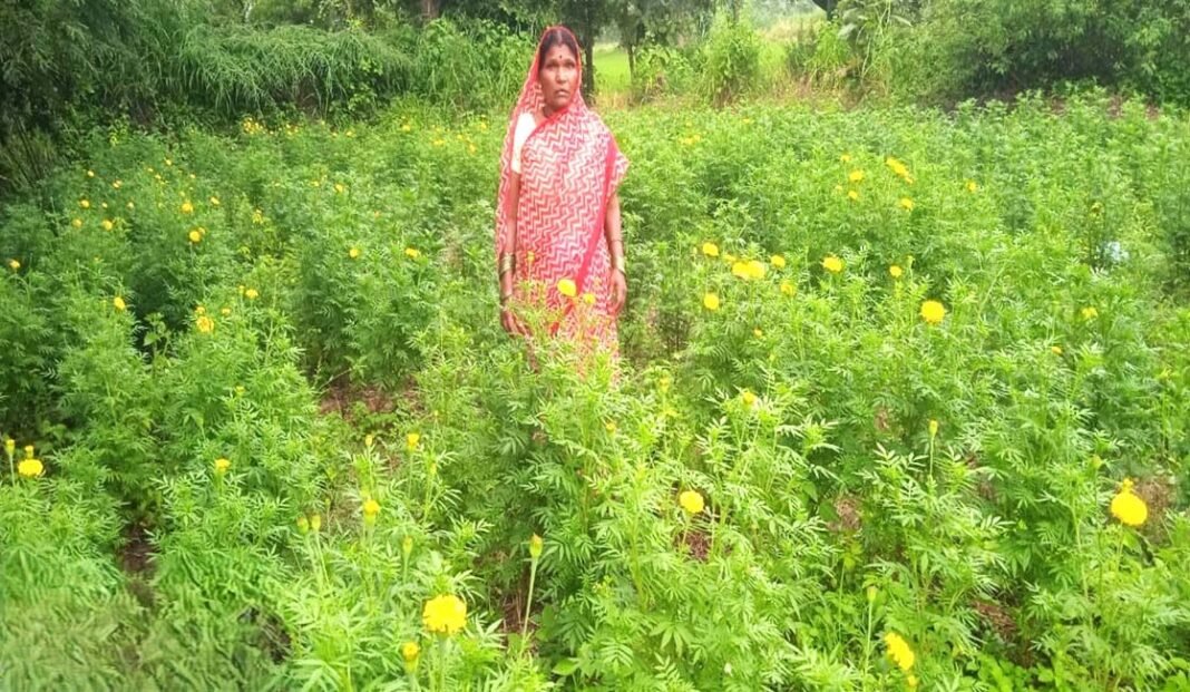 रायपुर : सेवा की कहानी : राष्ट्रीय बागवानी मिशन के अंतर्गत पुष्प क्षेत्र विस्तार घटक योजना से कुमारी ने गेंदे की खेती को अपनाया
