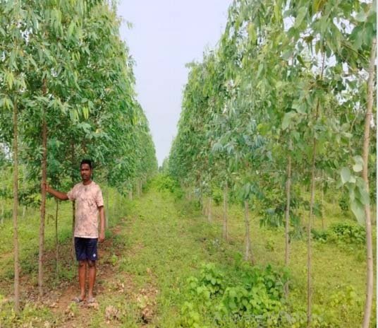रायपुर : सेवा की कहानी : किसान वृक्ष मित्र योजना अंतर्गत जिले के 841 हितग्राहियों ने 2148.89 एकड़ में लगाए 9 लाख 39 हजार से अधिक पौधे